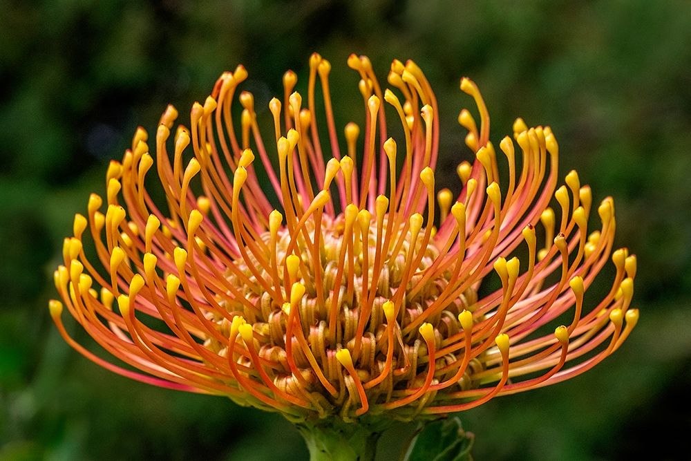 Pincushion Flower